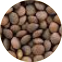 Campola