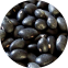 Campola